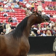 2011 Breeders World Cup | Day 2