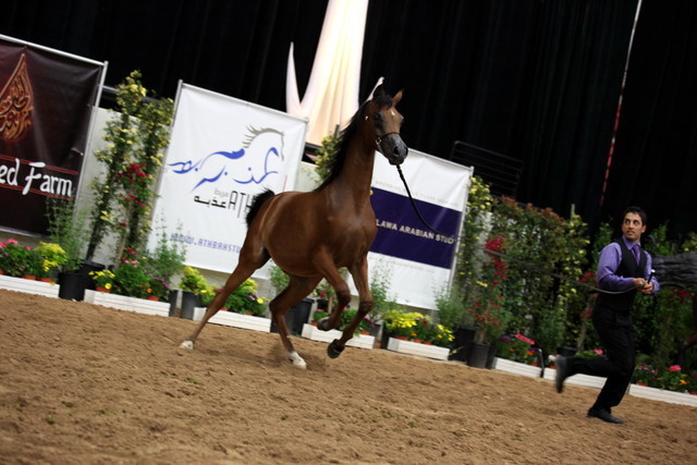 2011 Breeders World Cup | Day 2