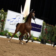 2011 Breeders World Cup | Day 2