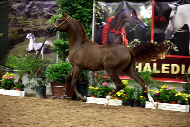 2011 Breeders World Cup | Day 2