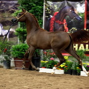 2011 Breeders World Cup | Day 2