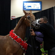 2011 Breeders World Cup | Day 2