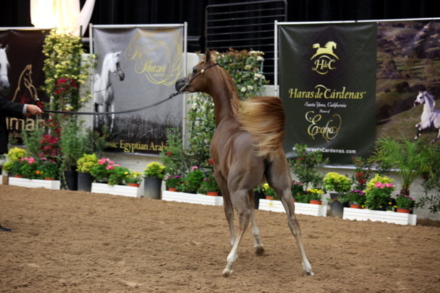 2011 Breeders World Cup | Day 2
