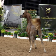2011 Breeders World Cup | Day 2