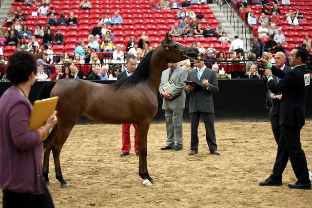 2011 Breeders World Cup | Day 2