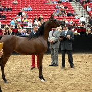 2011 Breeders World Cup | Day 2