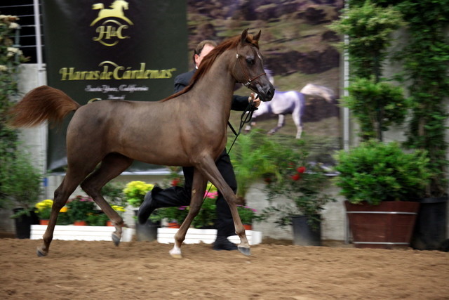 2011 Breeders World Cup | Day 2