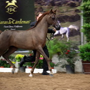 2011 Breeders World Cup | Day 2