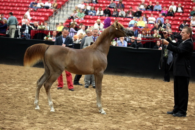 2011 Breeders World Cup | Day 2