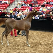 2011 Breeders World Cup | Day 2