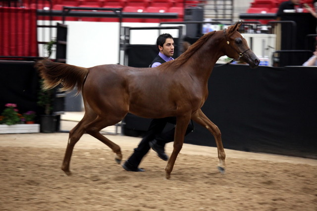 2011 Breeders World Cup | Day 2