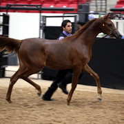 2011 Breeders World Cup | Day 2