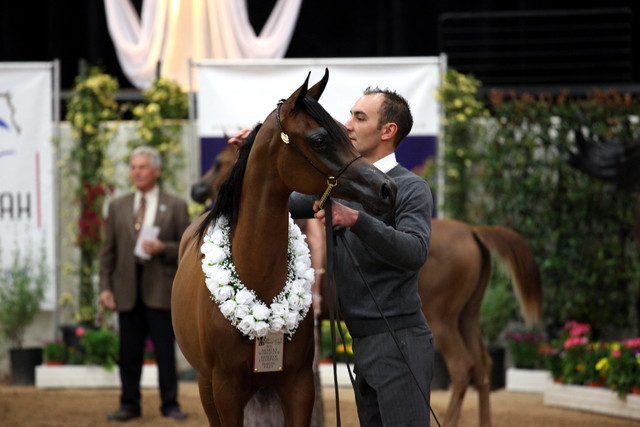 2011 Breeders World Cup | Day 2