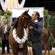 2011 Breeders World Cup | Day 2