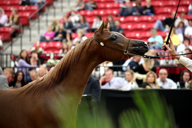 2011 Breeders World Cup | Day 2