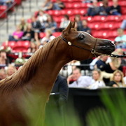 2011 Breeders World Cup | Day 2