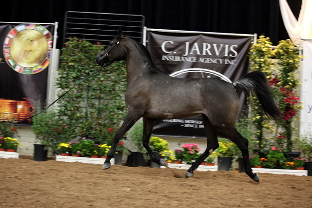 2011 Breeders World Cup | Day 2