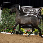 2011 Breeders World Cup | Day 2