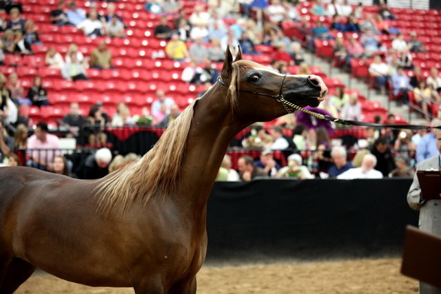 2011 Breeders World Cup | Day 2