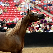 2011 Breeders World Cup | Day 2
