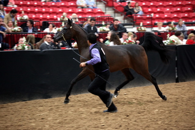 2011 Breeders World Cup | Day 2