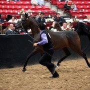 2011 Breeders World Cup | Day 2