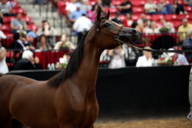 2011 Breeders World Cup | Day 2