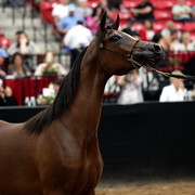 2011 Breeders World Cup | Day 2