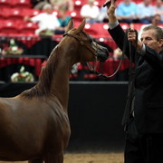 2011 Breeders World Cup | Day 2