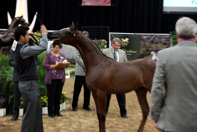2011 Breeders World Cup | Day 2