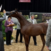 2011 Breeders World Cup | Day 2