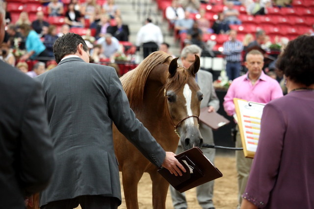 2011 Breeders World Cup | Day 2