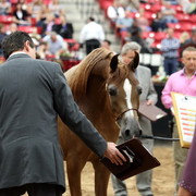 2011 Breeders World Cup | Day 2