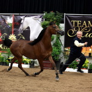 2011 Breeders World Cup | Day 2