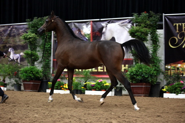 2011 Breeders World Cup | Day 2
