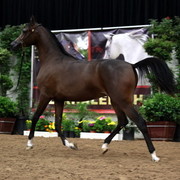2011 Breeders World Cup | Day 2