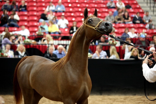 2011 Breeders World Cup | Day 2