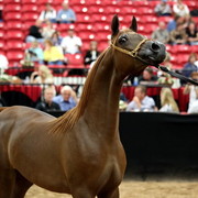 2011 Breeders World Cup | Day 2