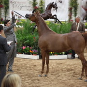 2011 Breeders World Cup | Day 2