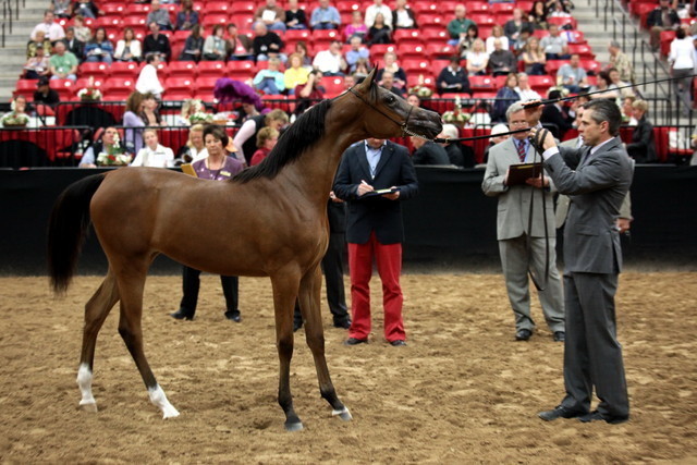 2011 Breeders World Cup | Day 2