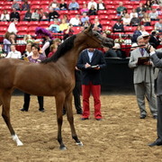 2011 Breeders World Cup | Day 2