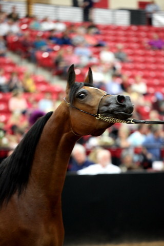2011 Breeders World Cup | Day 2
