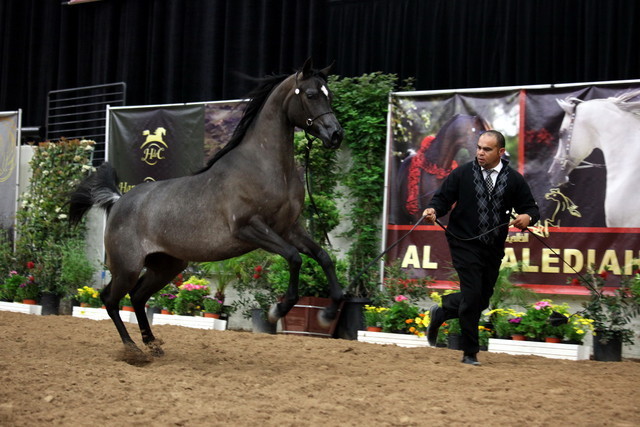 2011 Breeders World Cup | Day 2