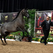 2011 Breeders World Cup | Day 2