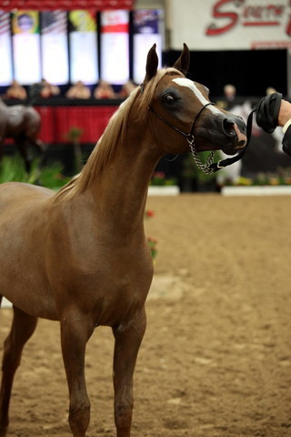 2011 Breeders World Cup | Day 2