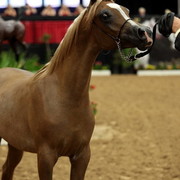 2011 Breeders World Cup | Day 2