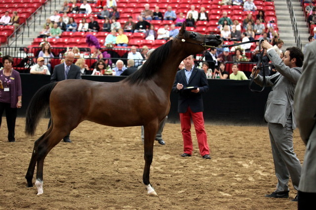 2011 Breeders World Cup | Day 2