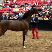 2011 Breeders World Cup | Day 2