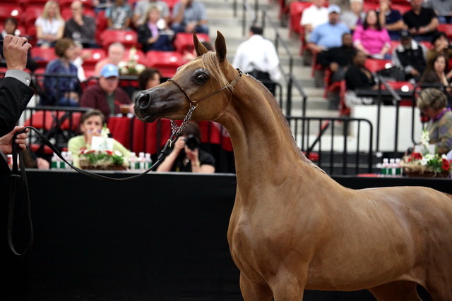 2011 Breeders World Cup | Day 2