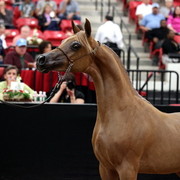 2011 Breeders World Cup | Day 2